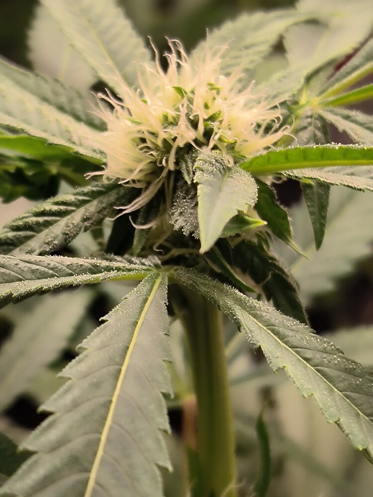 Growreport Bild 16