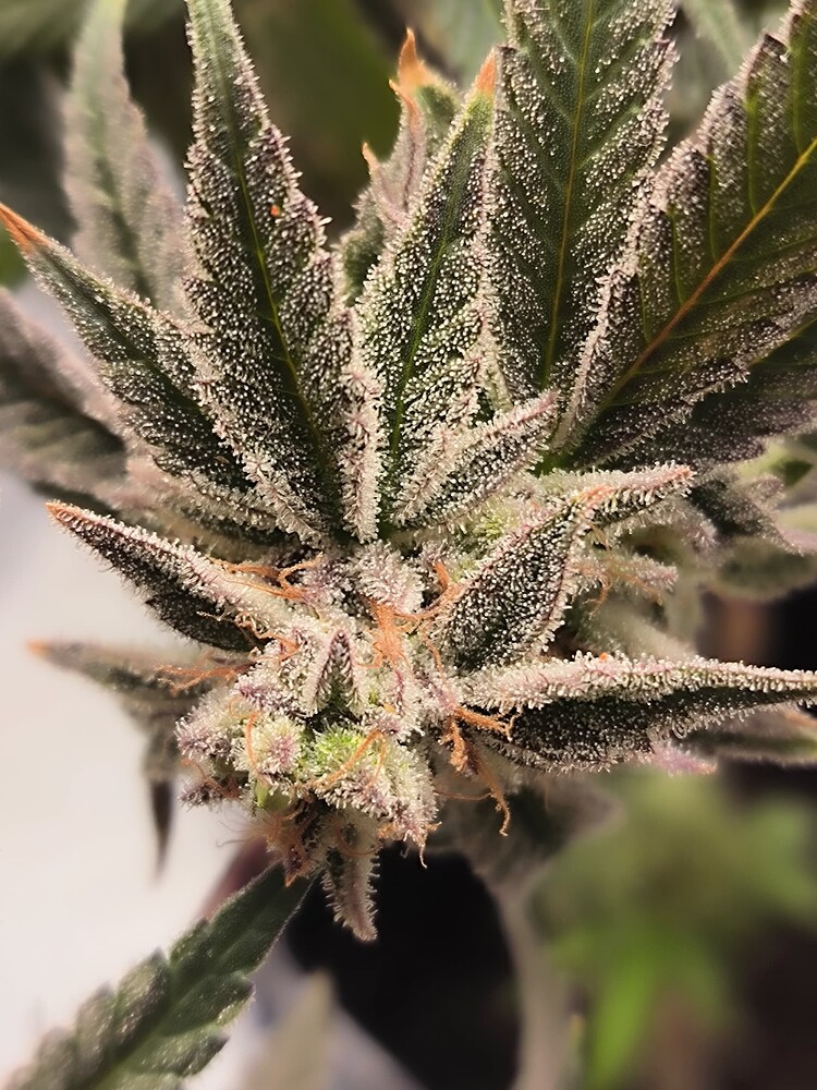 Nahaufnahme eines Cannabis-Buds mit vielen Trichomen und einigen orangefarbenen Stempeln.