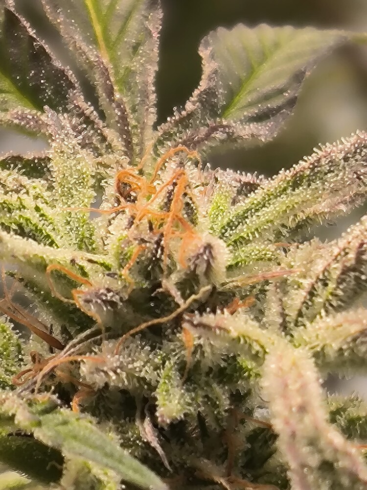 Nahaufnahme eines Cannabis-Buds mit vielen Trichomen und einigen orangefarbenen Stempeln.