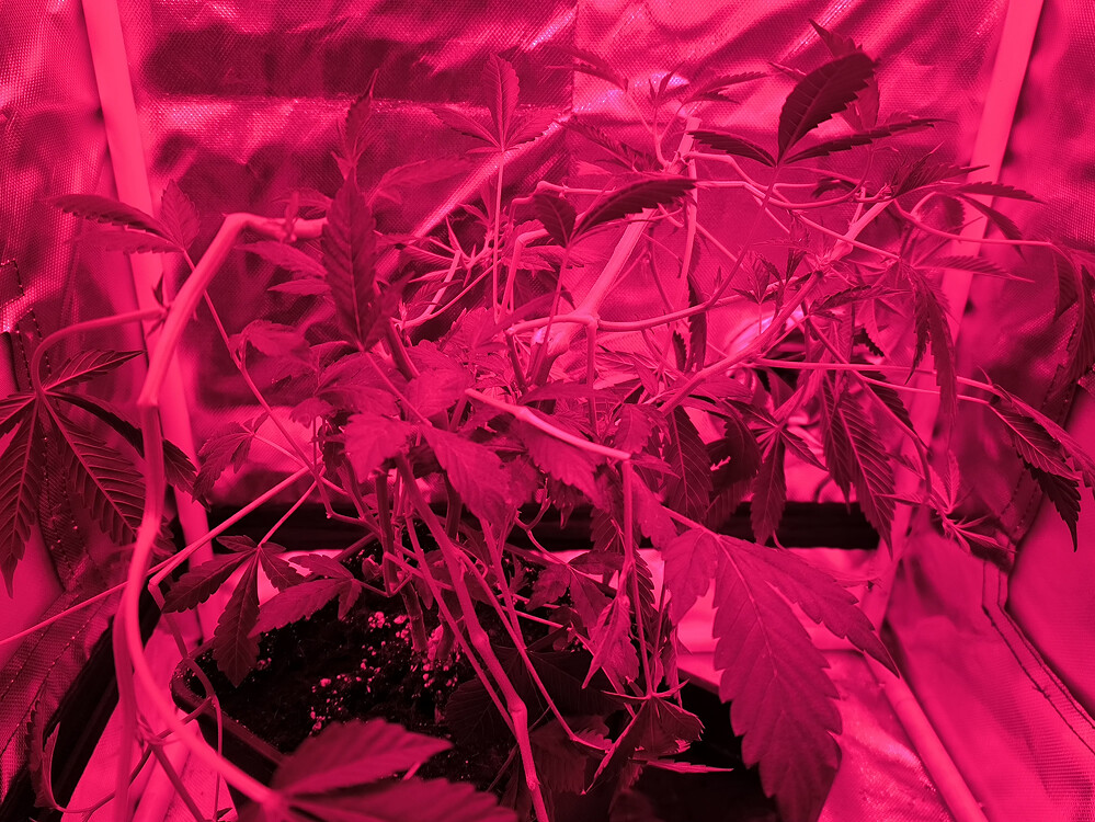 Growreport Bild 1
