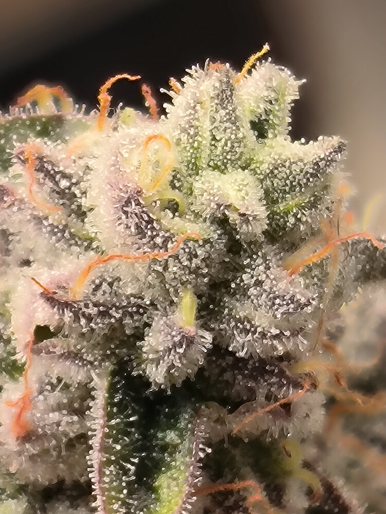 Growreport Bild 17