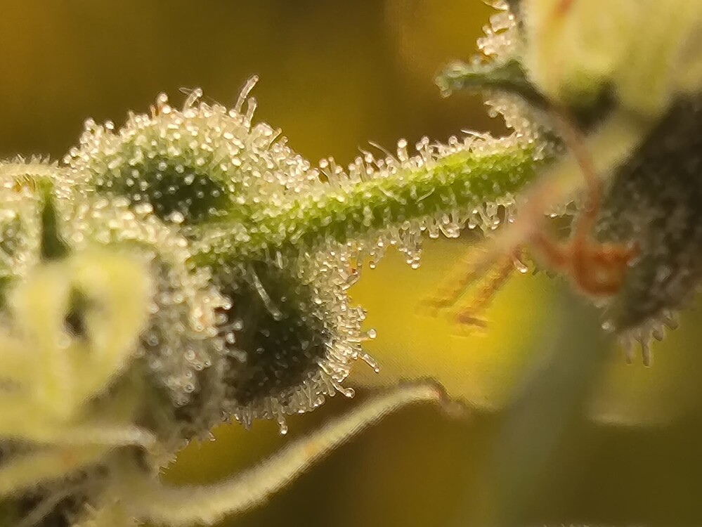 Growreport Bild 6
