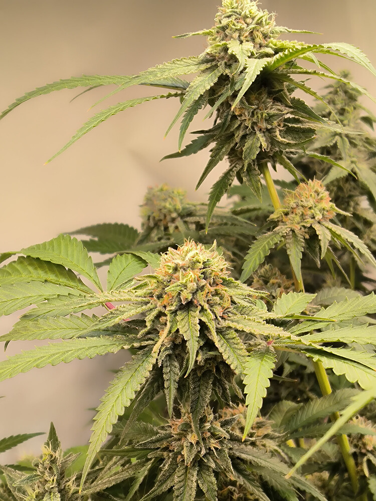 Growreport Bild 5