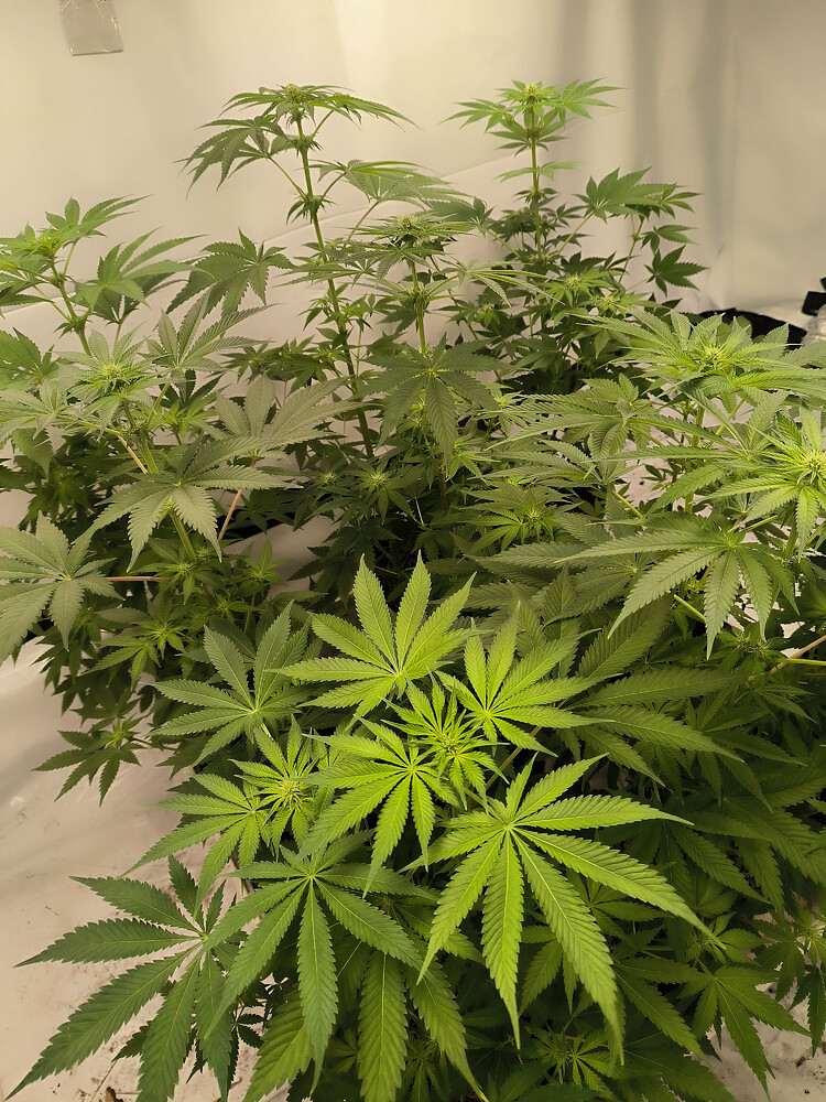 Mehrere Cannabis-Pflanzen in der Blütephase, mit dichtem Blattwerk und beginnenden Blütenansätzen, in einem Grow-Zelt.
