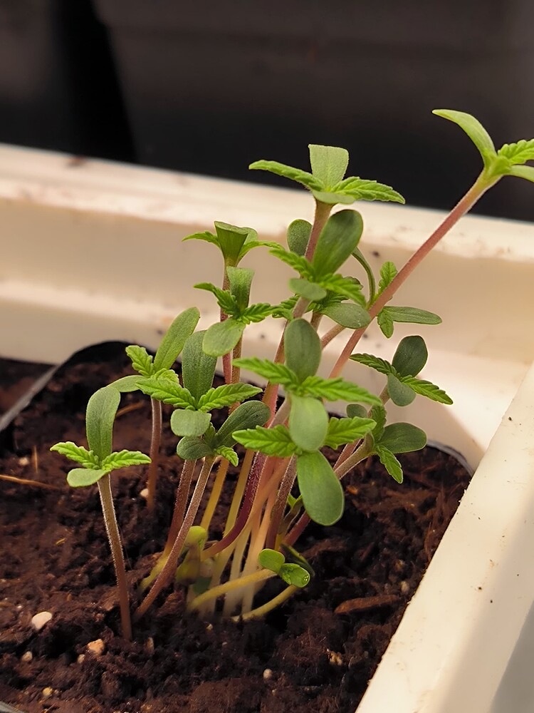 Growreport Bild 11