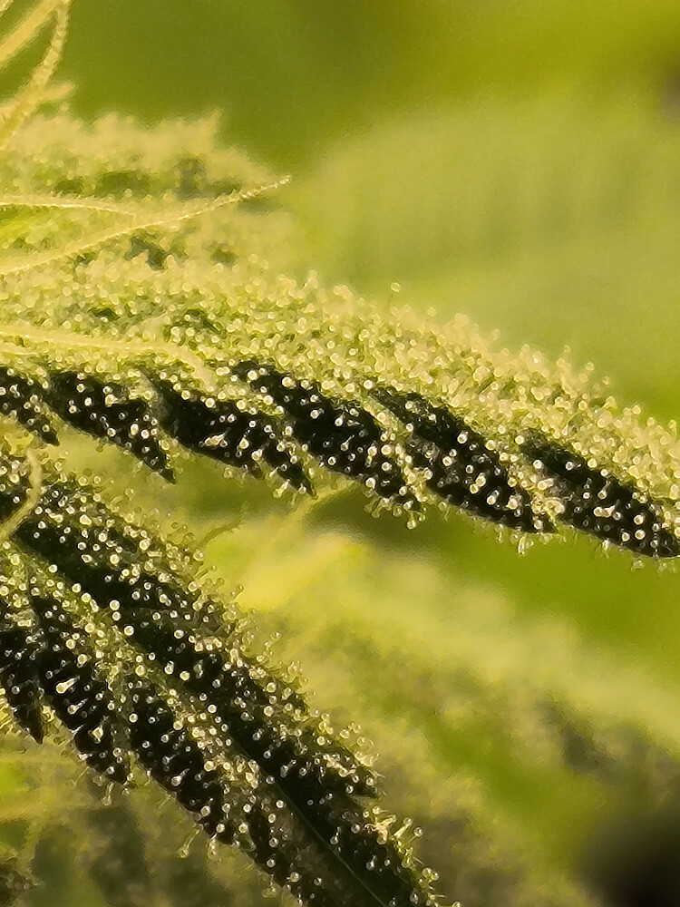 Growreport Bild 3