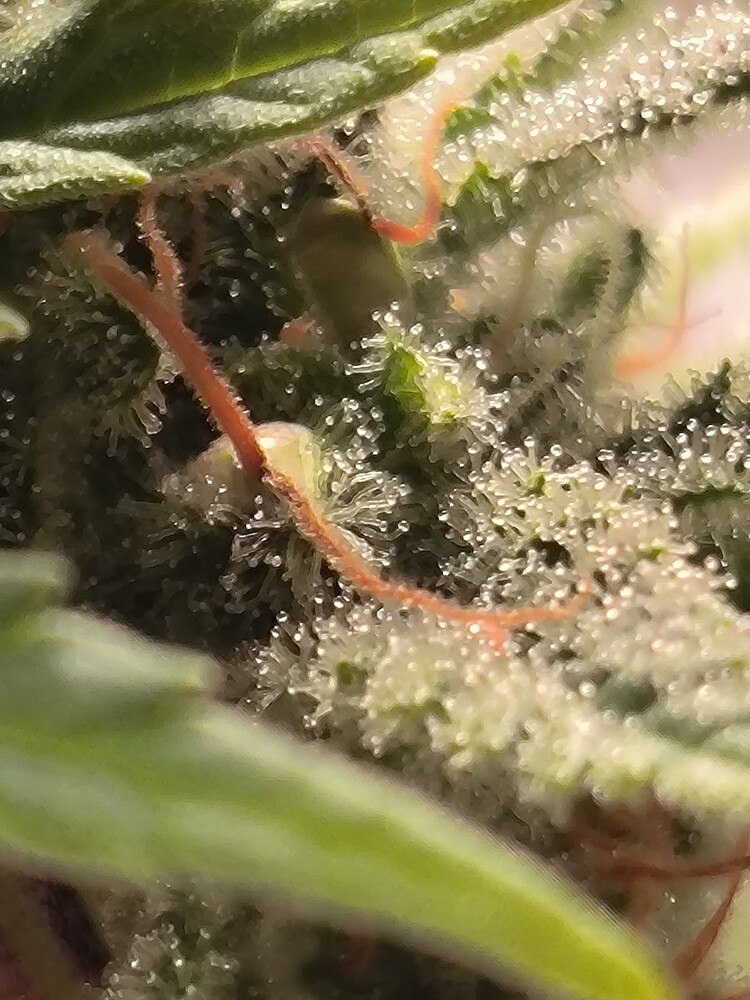 Nahaufnahme eines Cannabis-Buds mit vielen Trichomen und einigen roten Stempeln.