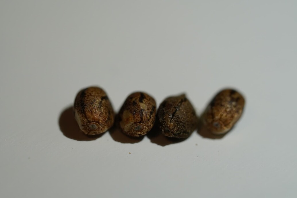 Growreport Bild 96