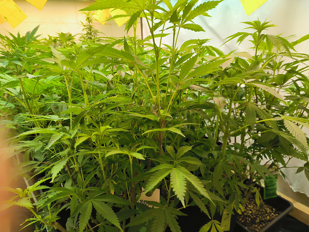 Growreport Bild 1