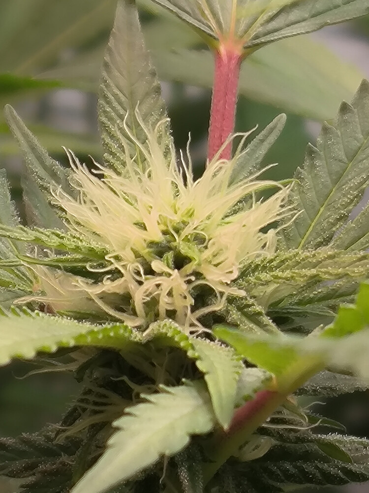 Growreport Bild 8