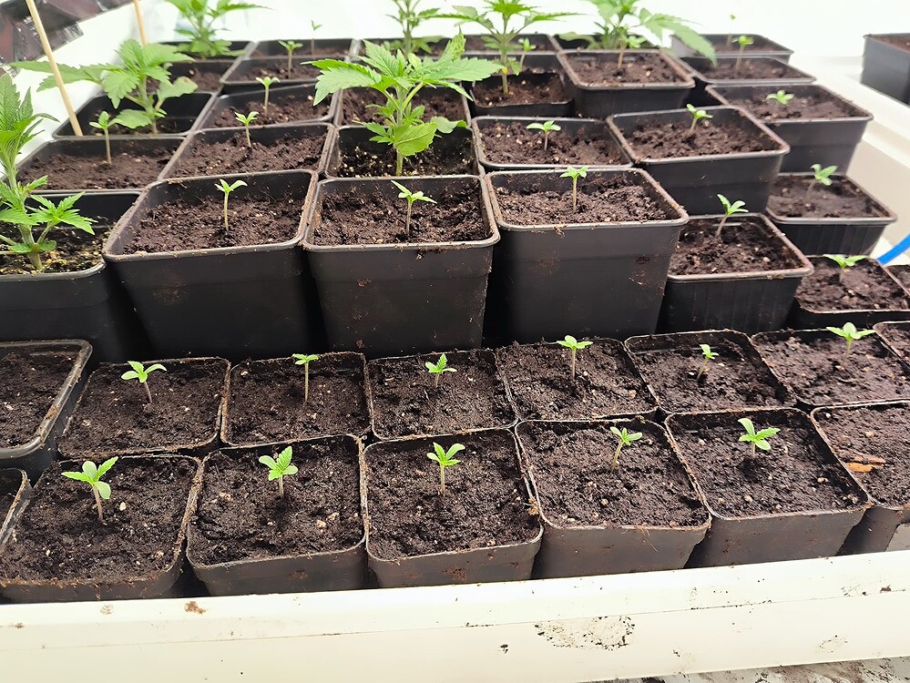 Viele junge Cannabis-Pflanzen in kleinen schwarzen Töpfen, die in Reihen auf einer weißen Ablage stehen. Die Pflanzen sind im frühen Wachstumsstadium mit wenigen Blättern.