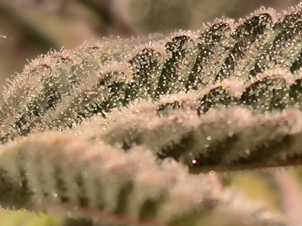 Growreport Bild 4