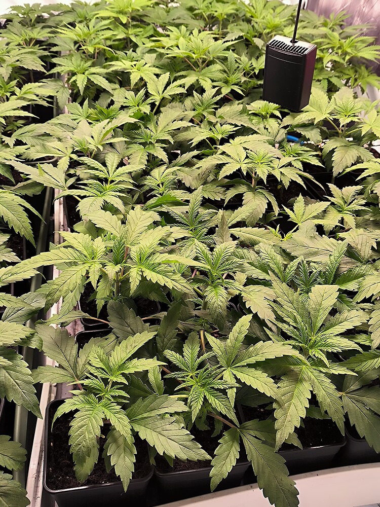 Viele junge Cannabis-Pflanzen in kleinen Töpfen unter einer Grow-Lampe. Die Pflanzen sind im Wuchsstadium und zeigen gesunde grüne Blätter.