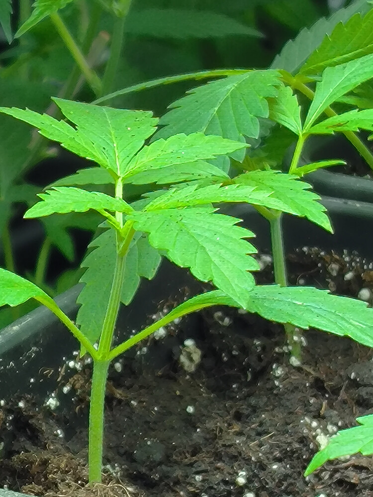 Growreport Bild 3