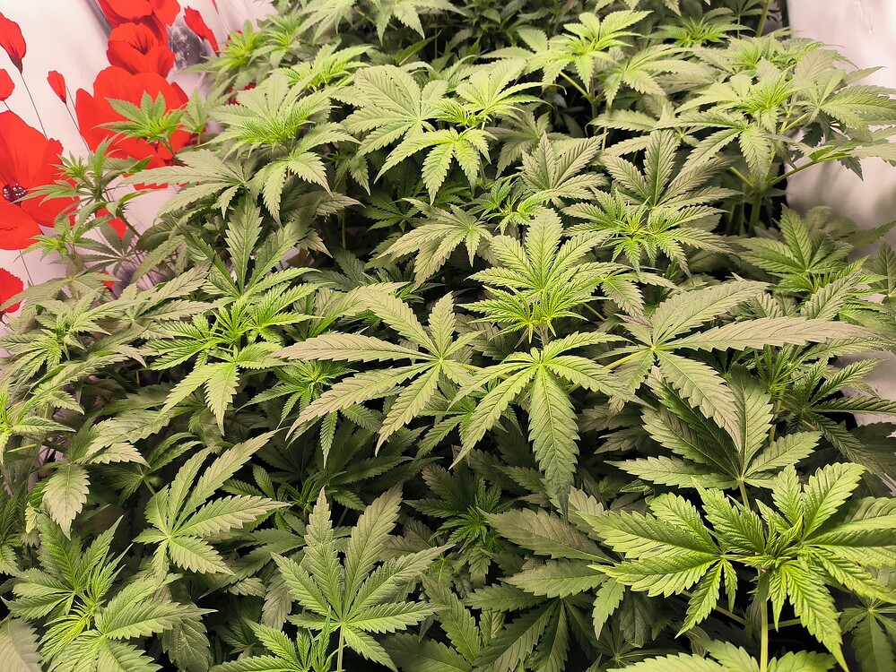 Growreport Bild 3