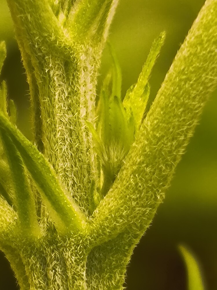 Nahaufnahme eines Cannabis-Stammes mit jungen Blütenansätzen und Trichomen.