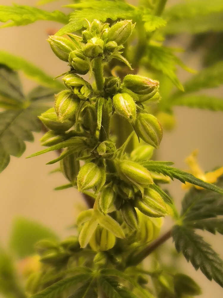 Growreport Bild 7