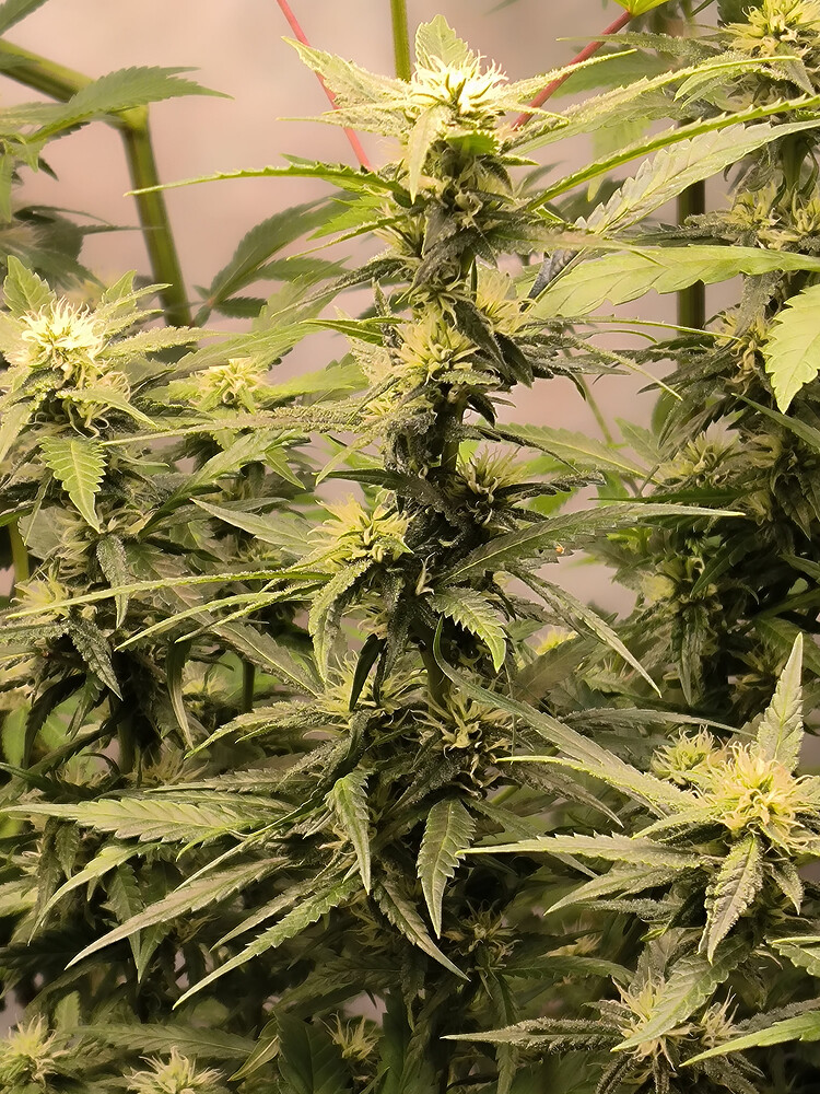 Growreport Bild 3