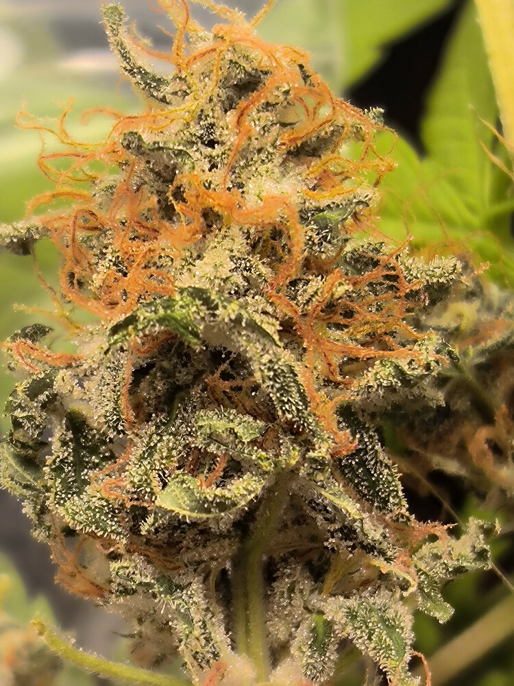 Growreport Bild 16