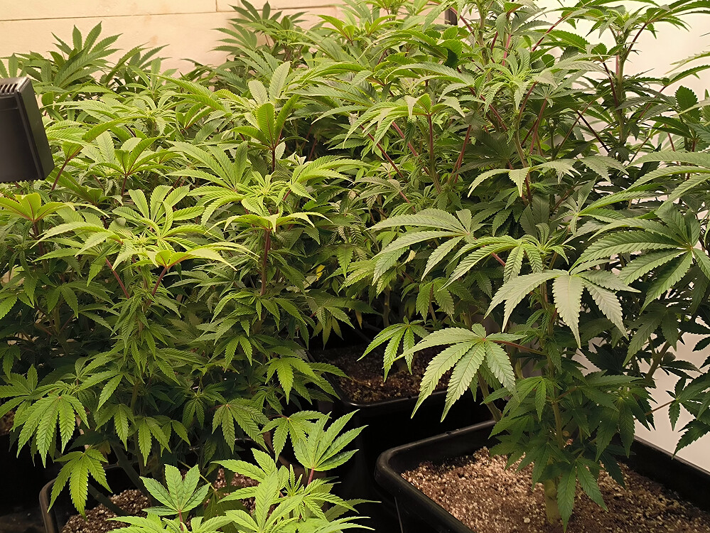 Growreport Bild 6