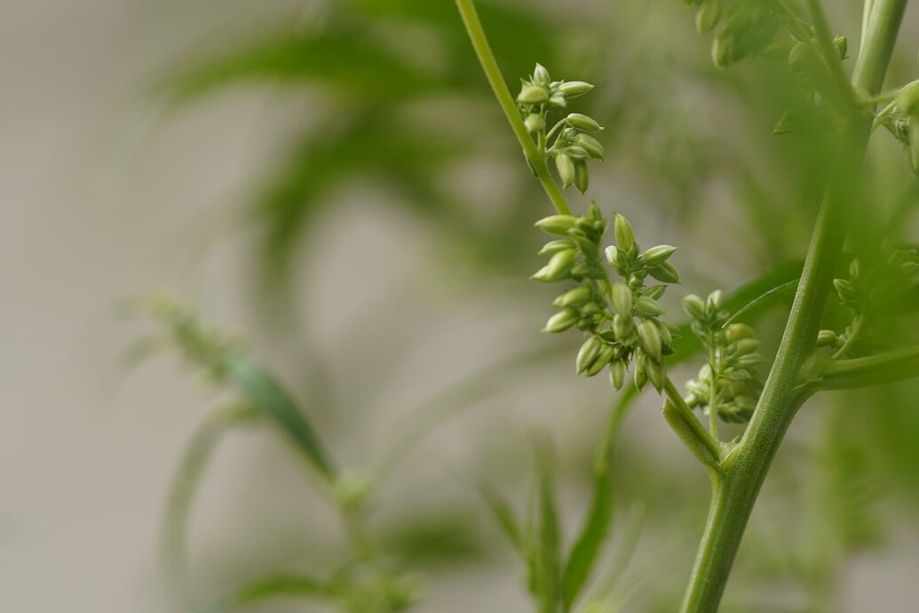 Growreport Bild 6