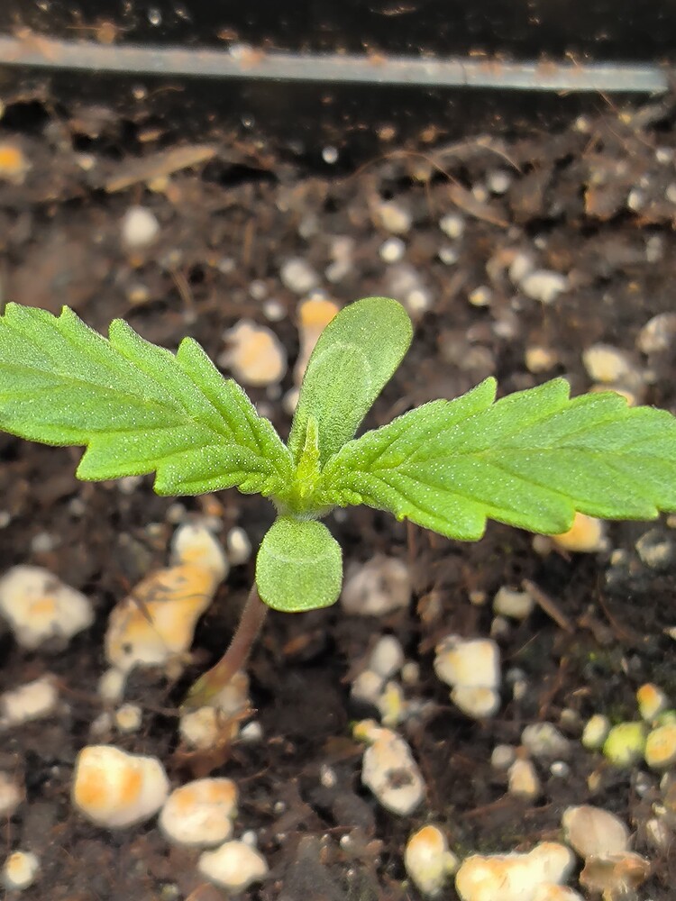 Ein junger Cannabis-Sämling mit zwei Keimblättern und den ersten echten Blättern, der in Erde wächst.