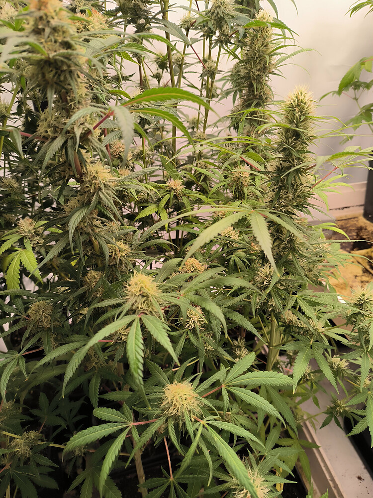 Growreport Bild 3