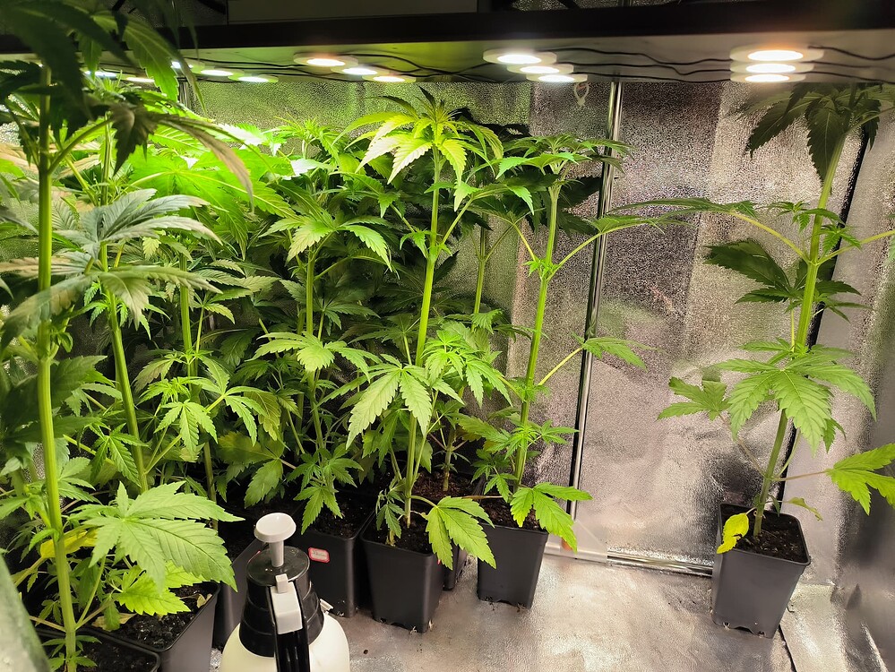 Mehrere junge Cannabis-Pflanzen in Töpfen stehen unter einer LED-Wachstumslampe in einem Grow-Zelt. Die Pflanzen sind im Wuchsstadium und zeigen deutliche Blattentwicklung.