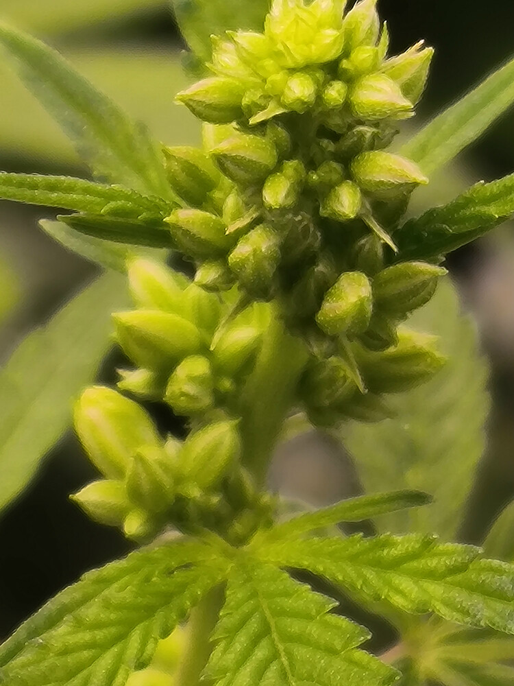 Growreport Bild 2