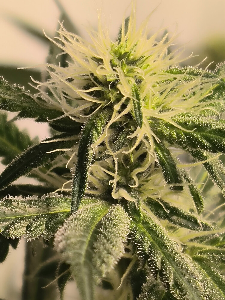 Growreport Bild 3