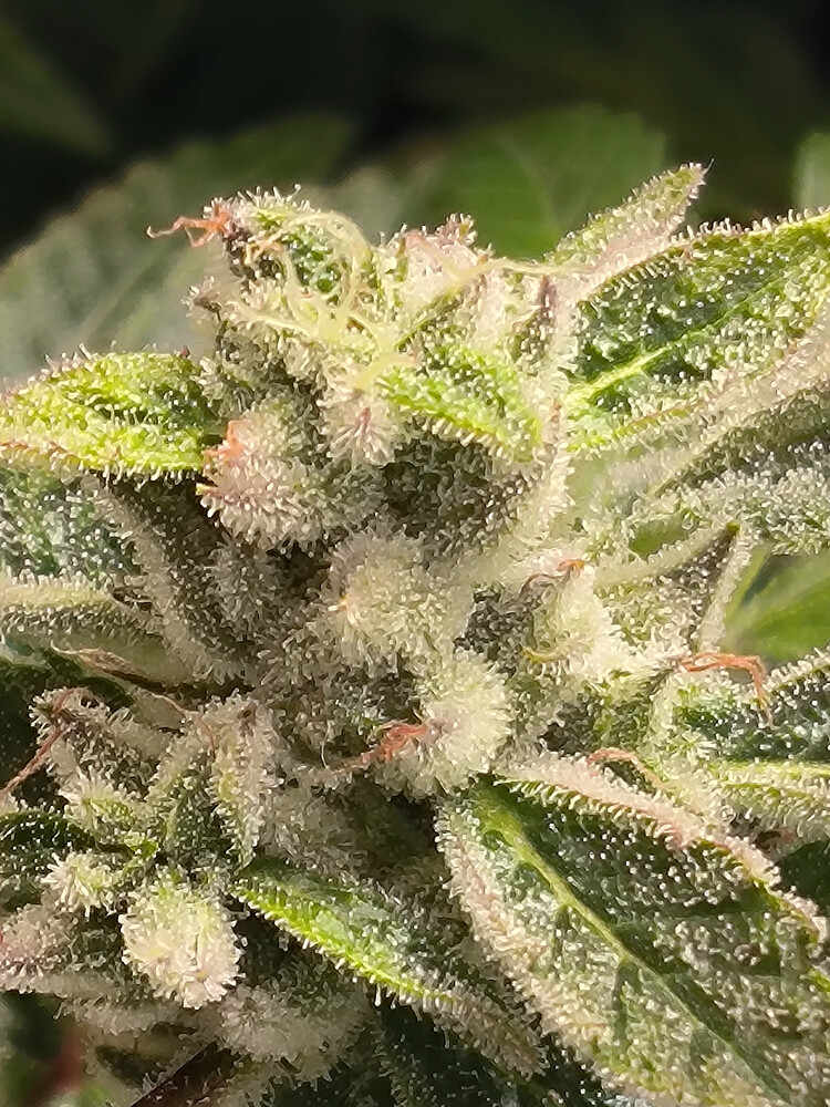 Growreport Bild 16