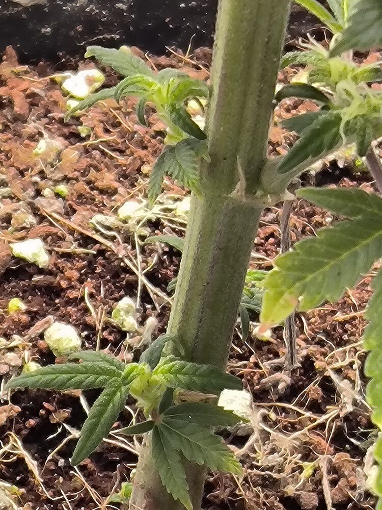 Growreport Bild 19