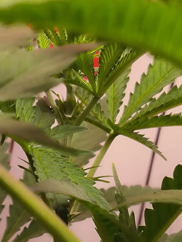Nahaufnahme einer jungen Cannabis-Pflanze im Wuchsstadium, mit Fokus auf die Blätter und Stängel. Einige kleine Blütenansätze sind erkennbar.