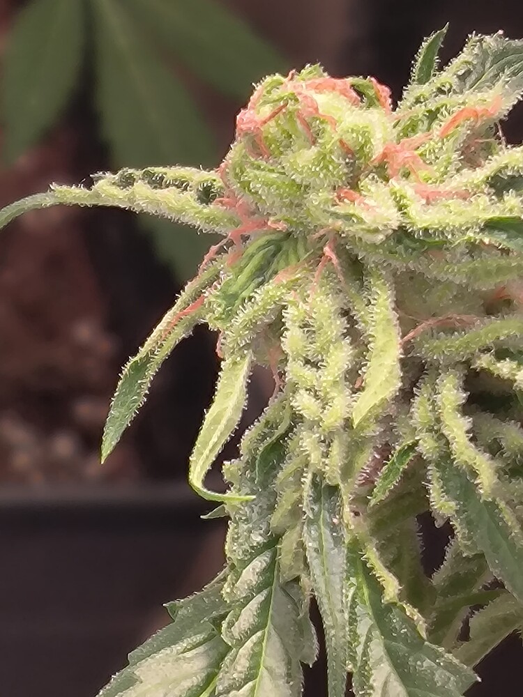 Growreport Bild 19