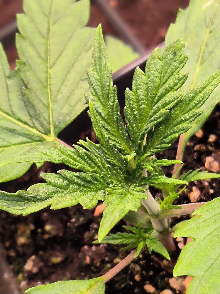 Eine junge Cannabis-Pflanze im Wuchsstadium, mit mehreren Blättern und einem zentralen Stiel, der sich in neue Triebe verzweigt.