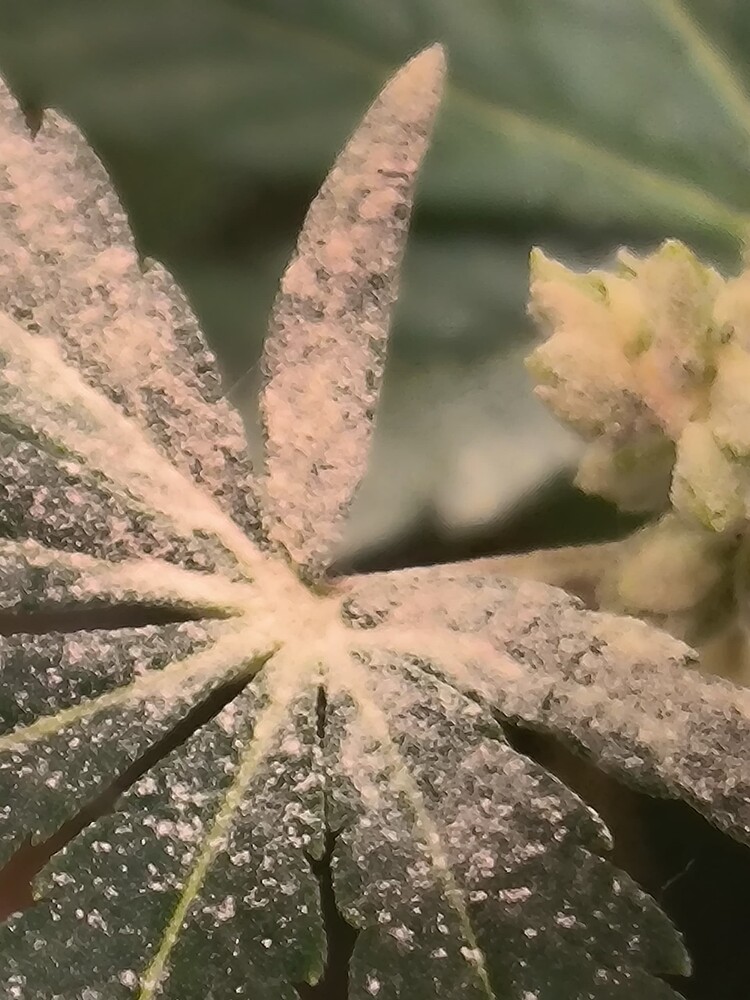 Nahaufnahme eines Cannabis-Blattes mit einem kleinen Blütenansatz im Hintergrund, bedeckt mit Pollen.