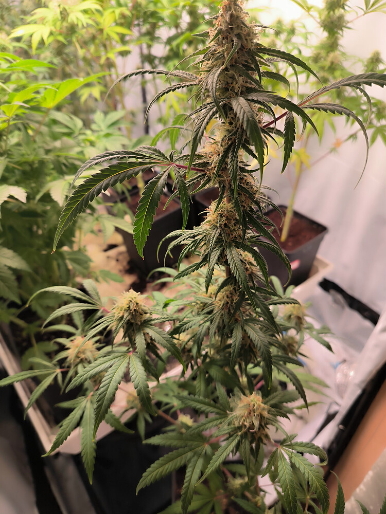 Growreport Bild 2