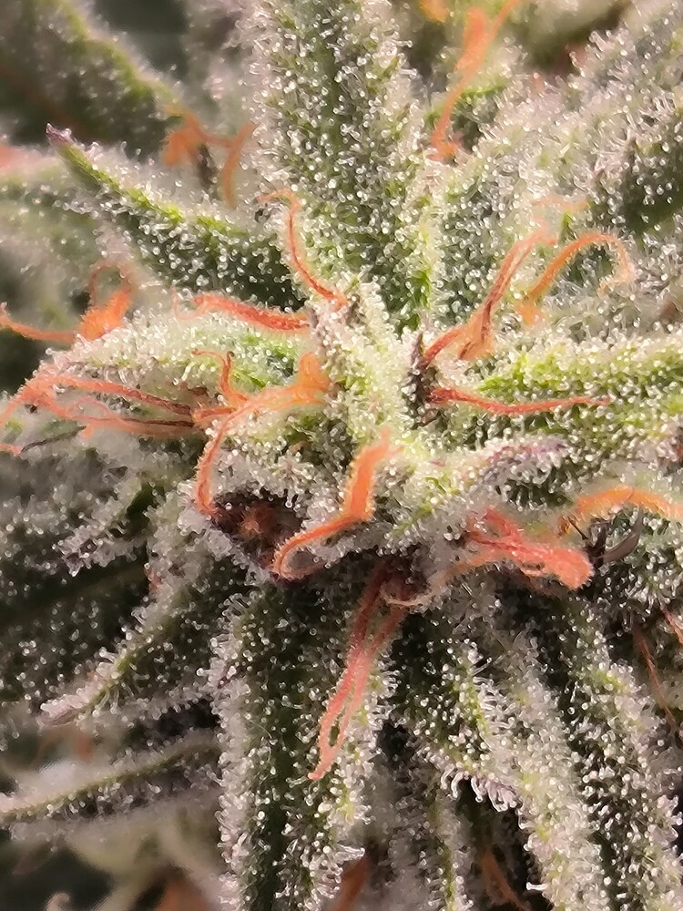 Growreport Bild 1