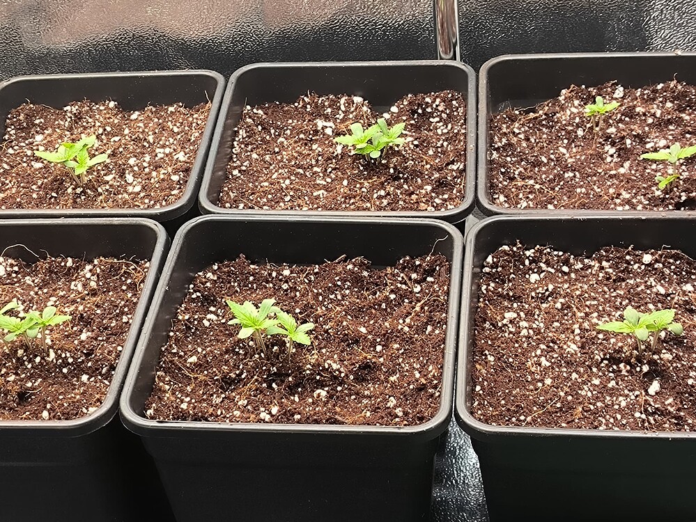 Growreport Bild 1