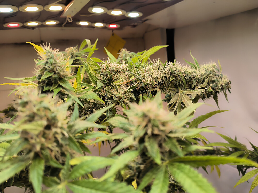 Growreport Bild 1