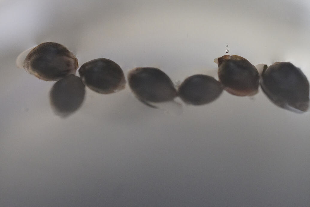 Growreport Bild 5