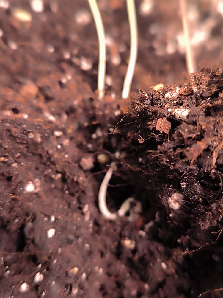 Growreport Bild 4