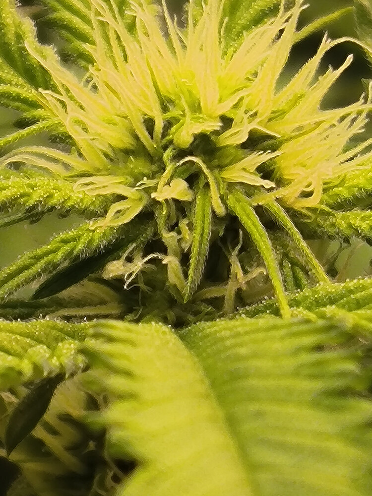 Growreport Bild 4