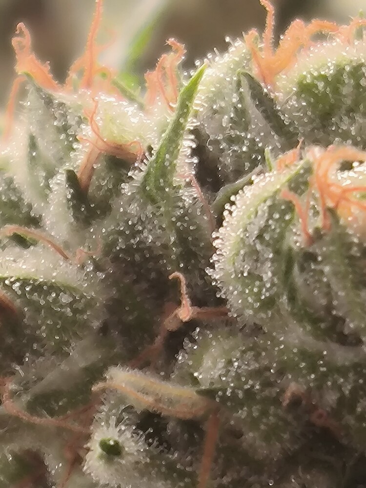 Nahaufnahme eines Cannabis-Buds mit vielen Trichomen und einigen orangefarbenen Stempeln.