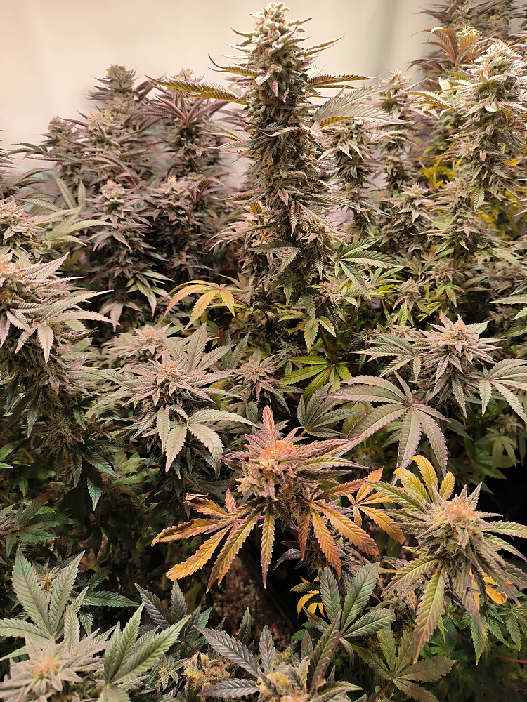 Growreport Bild 10