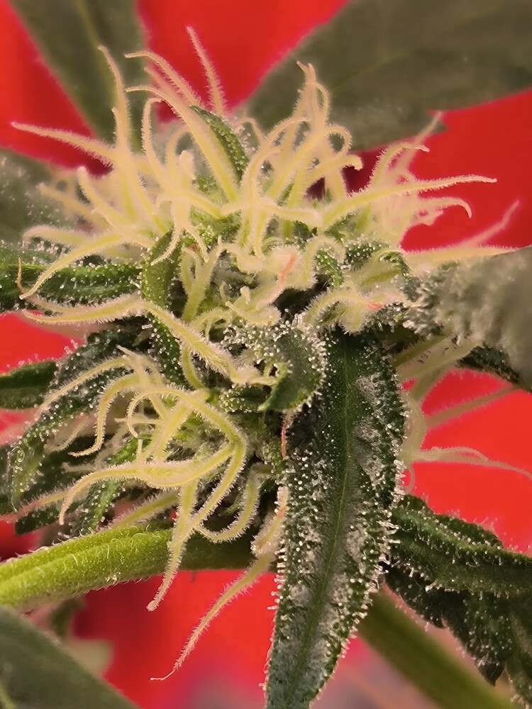 Nahaufnahme eines Cannabis-Buds in der Blütephase, mit weißen Stigmen und Trichomen bedeckt.