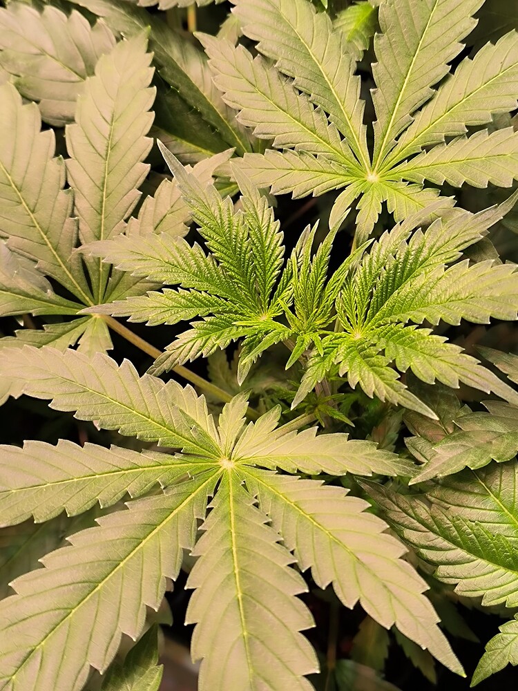 Growreport Bild 17