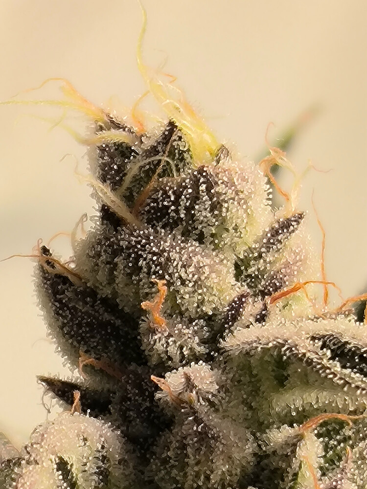 Growreport Bild 5