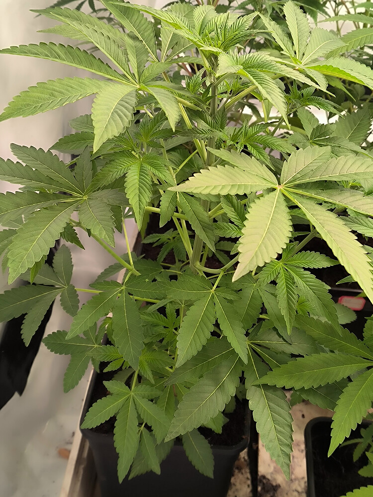 Growreport Bild 48