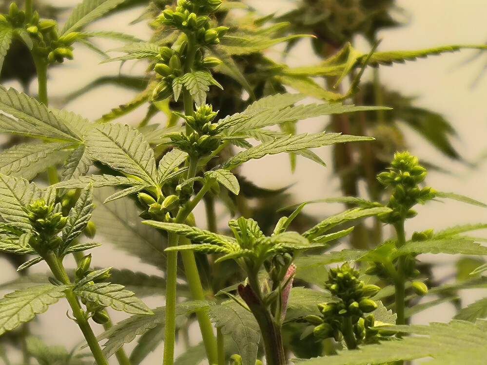 Growreport Bild 8